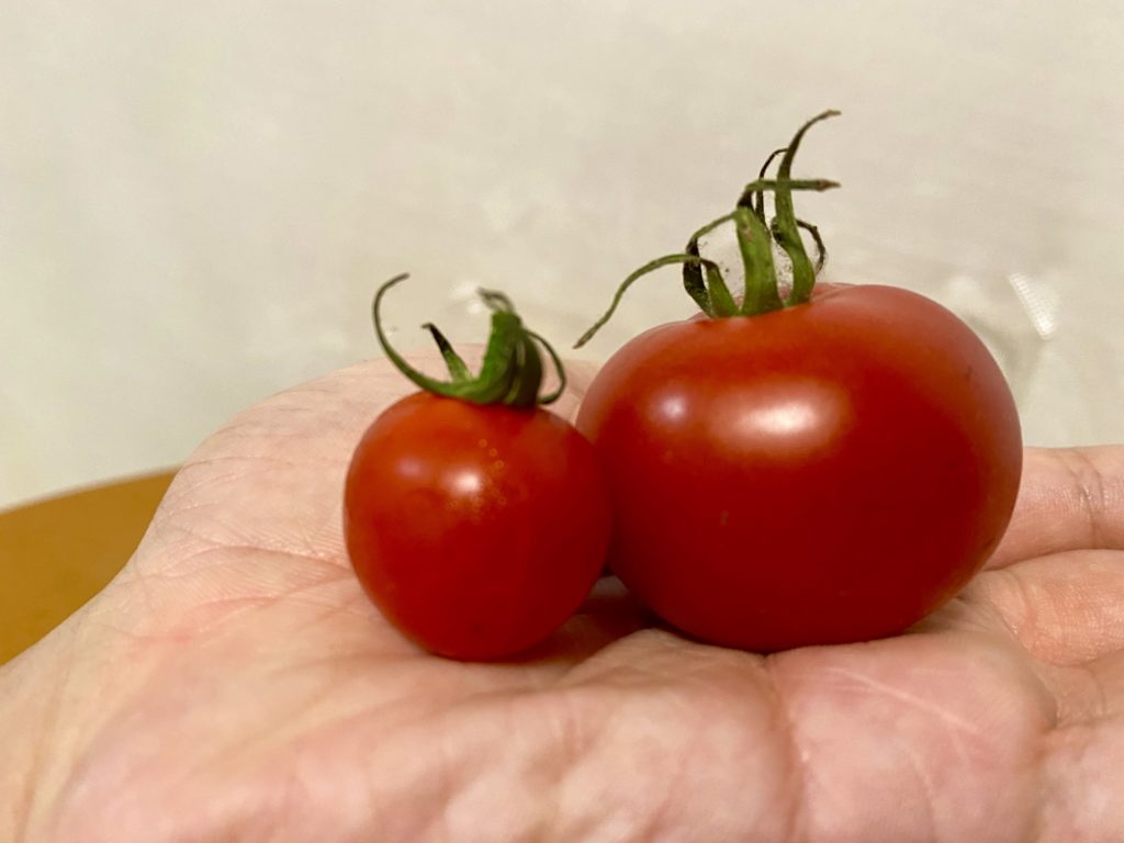 らでぃっしゅぼーや　トマト　大きさ